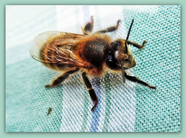 Bee Happy!