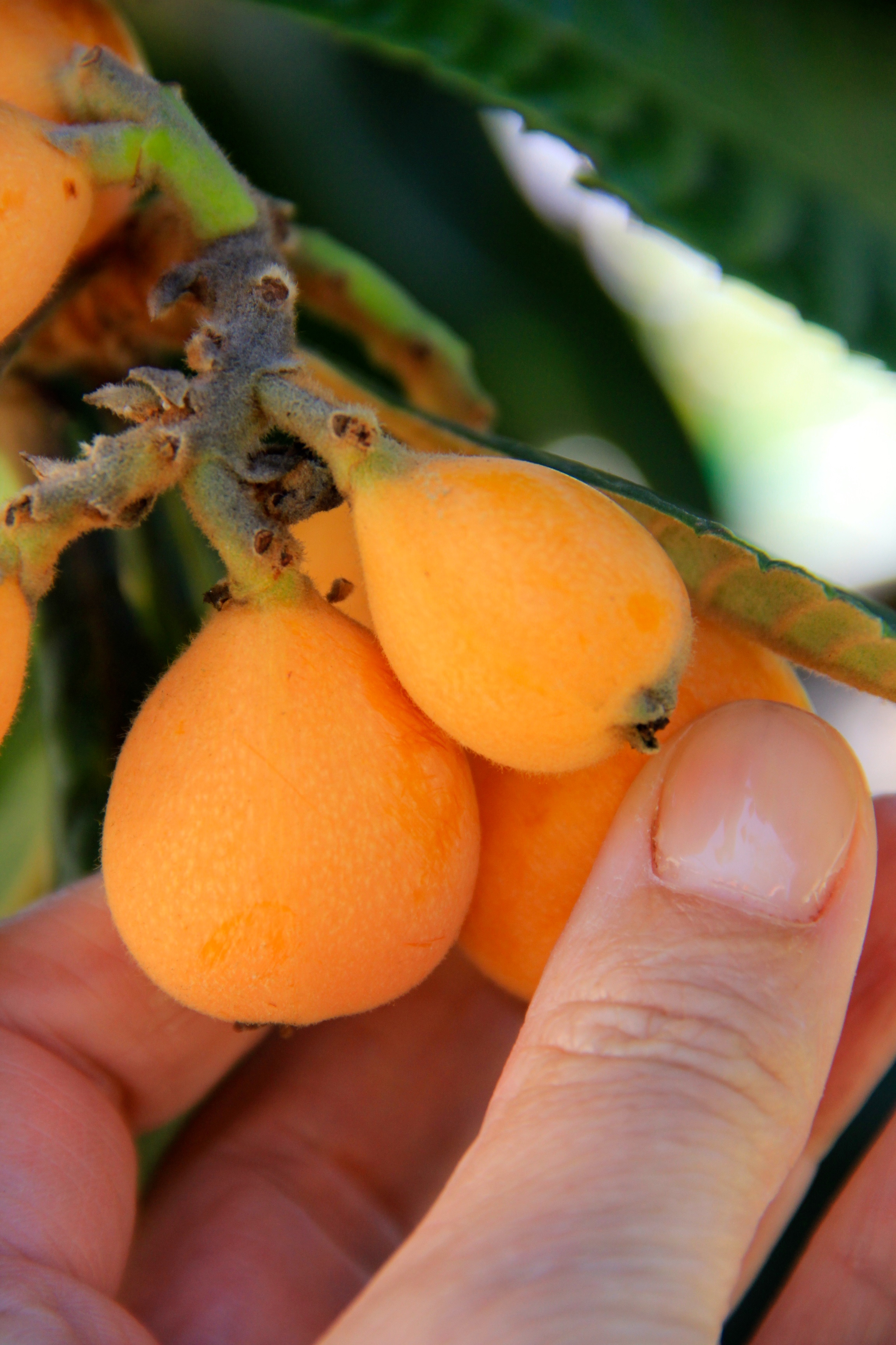 What the heck is a LOQUAT, and why would I put it on my toast?